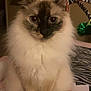 Princess joined the competition — help win amazing prizes! animal, black, brown, cat, claws, dim_lighting, ears, face, feline, fluffy, furniture, indoor, papers, pet, pouch, room, sitting, toy, whiskers, white