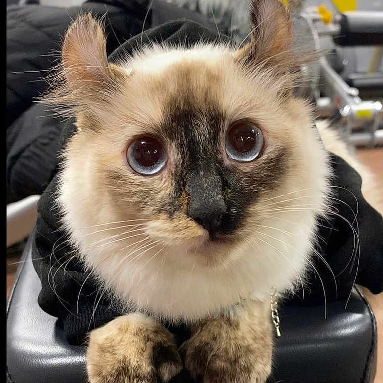 Princess joined the competition — help win amazing prizes! animal, background_blur, black_clothing, blue_eyes, cat, close_up, curious, cute, domestic, feline, fluffy, fur, indoors, looking, paws, pet, portrait, resting, soft_light, whiskers