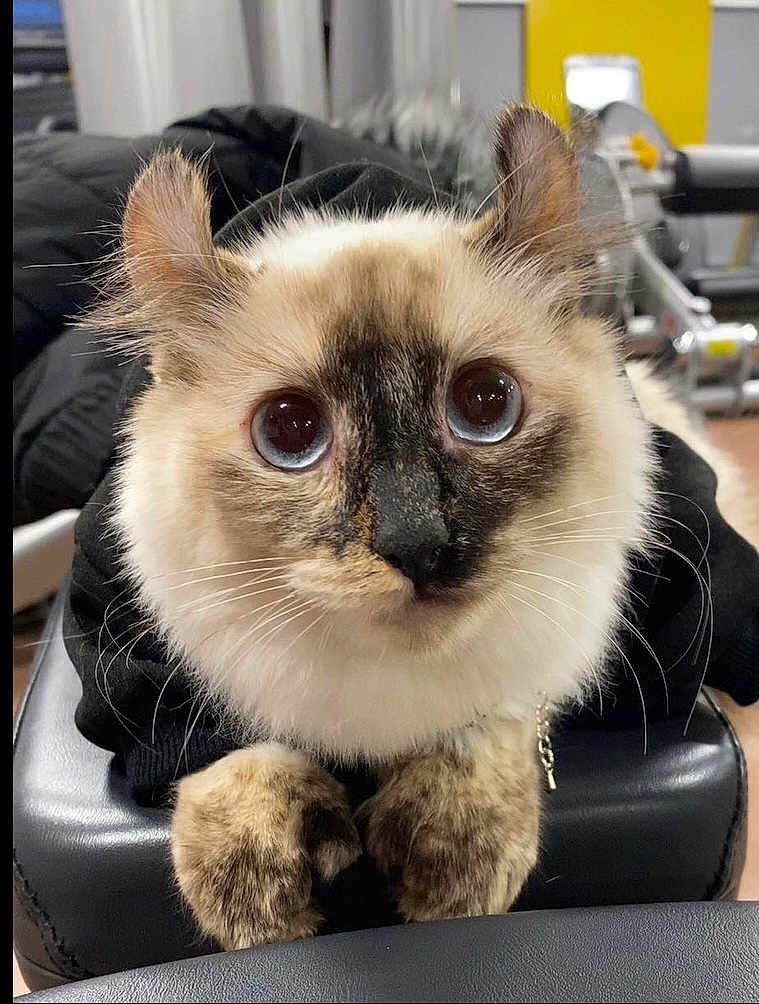 Princess