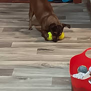 Baby Girl joined the competition — help win amazing prizes! dog, brown_dog, tennis_balls, wooden_floor, red_basket, dog_toys, indoor, pet, playing, animal, flooring, basket, toy_storage, household, cozy, blanket, pet_play, cute, domestic, fun