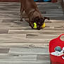 dog, brown_dog, tennis_balls, wooden_floor, red_basket, dog_toys, indoor, pet, playing, animal, flooring, basket, toy_storage, household, cozy, blanket, pet_play, cute, domestic, fun
