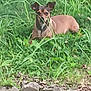 Baby Girl joined the competition — help win amazing prizes! dog, grass, outdoor, nature, animal, greenery, pet, resting, small_dog, brown_fur, ears, ground, plants, leafy, summer, wild, daylight, canine, relaxing, natural