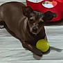 Baby Girl is registered to the contest to win money with this photo: dog, brown_dog, toy, yellow_ball, floor, wooden_floor, pet, indoor, animal, basket, red_basket, lying_down, paw, blurry, small_dog, domestic_animal, playful, household, background, closeup