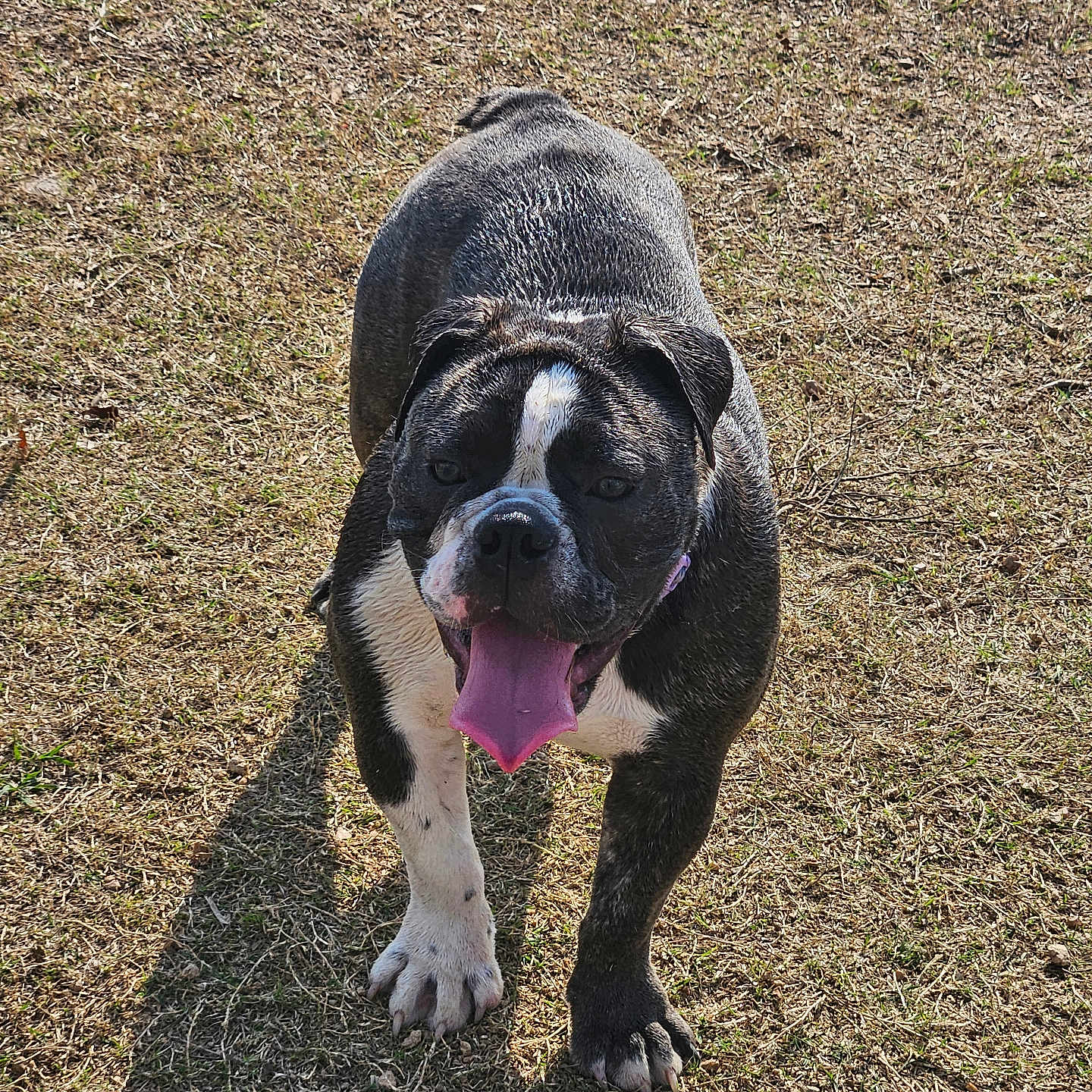 Willow is registered to the contest to win money with this photo: animal, black_and_white, canine, companion, daylight, dog, friendly, fur, grass, happy, mammal, nature, outdoor, pet, playful, shadow, summer, sunlight, tongue_out, walking