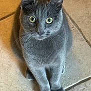 Grizou a rejoint le concours — aidez-le/la à gagner de superbes lots ! animal, cat, close_up, curious, cute, domestic_cat, ears, eyes, feline, floor, furry, gray_cat, indoor, looking_up, mammal, paws, pet, sitting, tile_floor, whiskers