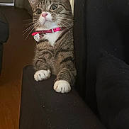 Temari joined the competition — help win amazing prizes! cat, tabby, pet, indoor, couch, black_furniture, pink_collar, curious, whiskers, paws, domestic_animal, feline, close_up, animal_portrait, home, fur, charming, looking_away, soft_lighting, cute