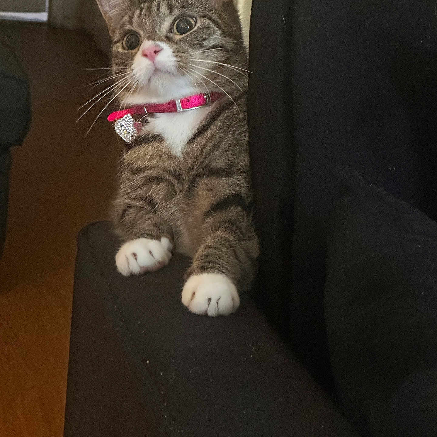 Temari joined the competition — help win amazing prizes! animal_portrait, black_furniture, cat, charming, close_up, couch, curious, cute, domestic_animal, feline, fur, home, indoor, looking_away, paws, pet, pink_collar, soft_lighting, tabby, whiskers