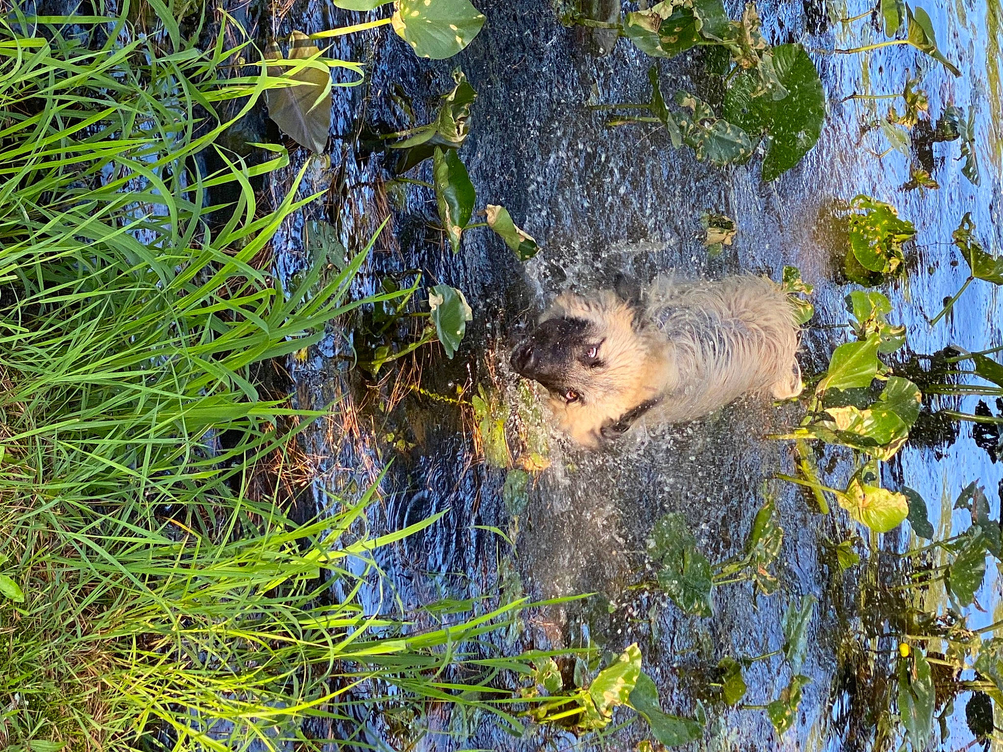 Rosco joined the competition — help win amazing prizes! aquatic_plant, bog, electric_blue, fen, freshwater_marsh, grass, groundcover, lake, marsh, natural_landscape, plant, puddle, reflection, riparian_zone, terrestrial_plant, trunk, water, watercourse, wetland, wood