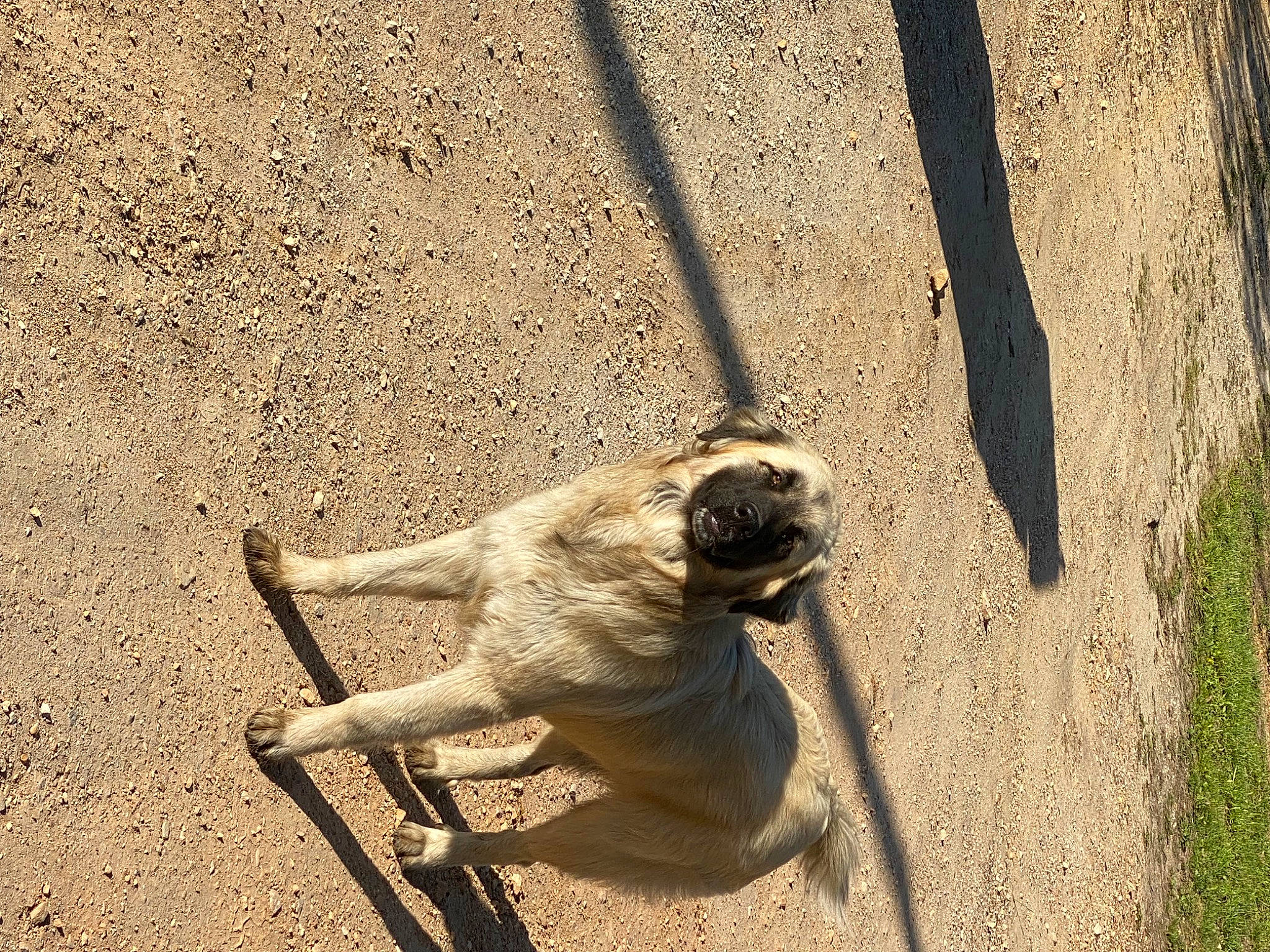 Rosco joined the competition — help win amazing prizes! claw, elbow, eye, fawn, foot, human_leg, landscape, metal, paw, primate, sand, shadow, sitting, snout, soil, tail, terrestrial_animal, trunk, wildlife, wood