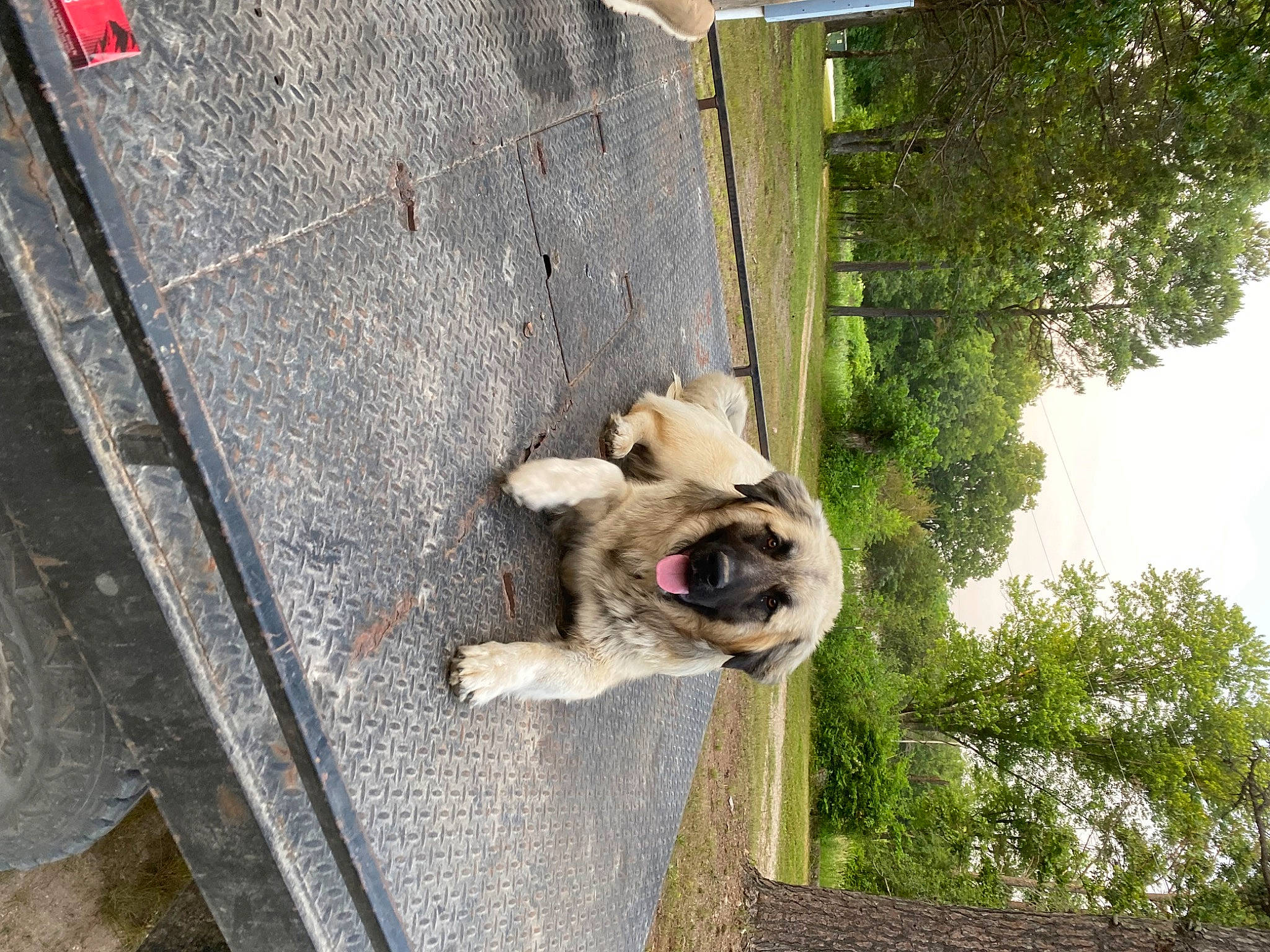 Rosco joined the competition — help win amazing prizes! canidae, carnivore, companion_dog, concrete, dog, dog_breed, dog_supply, fawn, non_sporting_group, pet_supply, plant, road_surface, snout, sporting_group, tail, toy_dog, tree, wood, working_animal, working_dog