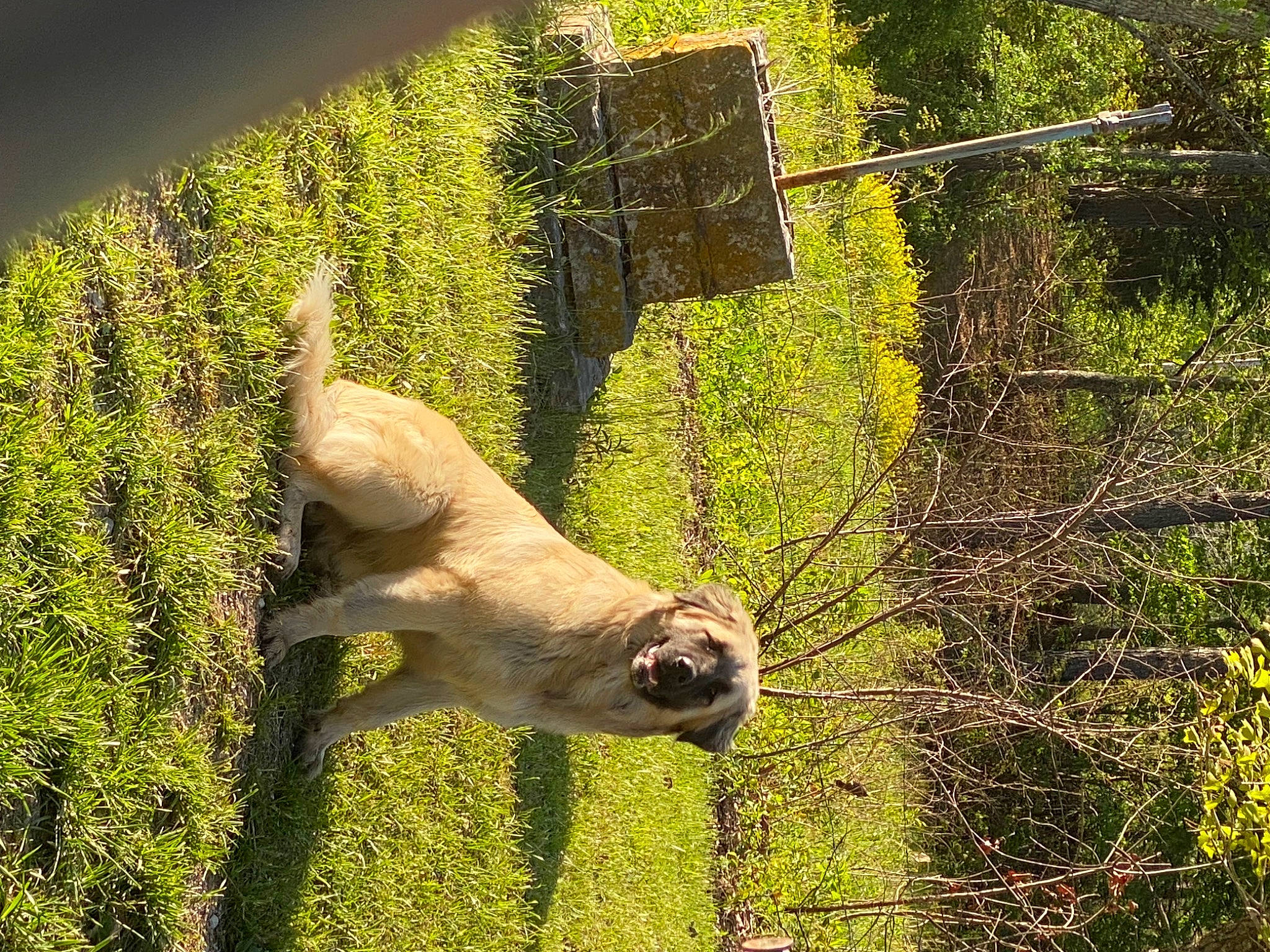 Rosco is registered to the contest to win money with this photo: canidae, deer, fawn, goats, grass, grass_family, grassland, grazing, landscape, livestock, pasture, plant, snout, sporting_group, tail, terrestrial_animal, tree, trunk, wood, working_animal