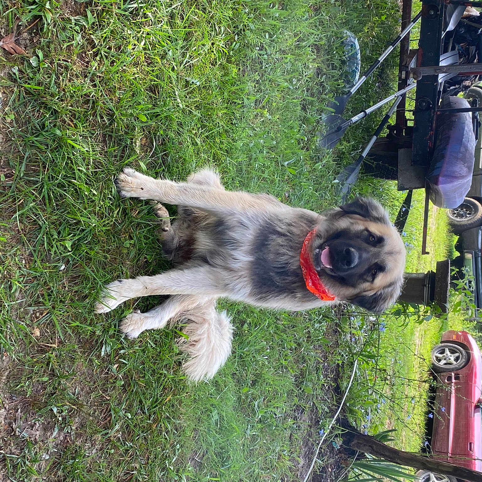 Rosco