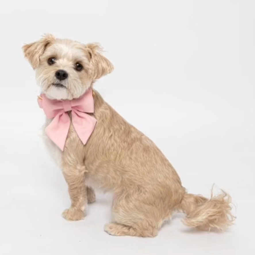 Willow is registered to the contest to win money with this photo: accessories, animal, bandana, canine, clothing, collar, dog, formalwear, headband, leash, necktie, pet, poodle, puppy, scarf, strap, terrier, text, tie, whitedog