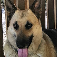 Abbey joined the competition — help win amazing prizes! dog, german_shepherd, tongue_out, close_up, pet, animal, canine, fur, ears, outdoor, wood, wooden_slats, brown, black, beige, portrait, face, friendly, tongue, happy