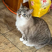 Kiki joined the competition — help win amazing prizes! abyssinian, accessories, angora, animal, bag, cat, citrusfruit, food, fruit, hardwood, indoors, kitten, leash, manx, pet, plant, siamese, slate, strap, wood