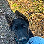 animal, black_fur, blue_fabric, closeup, collar, curious, dirt, dog, ears, eyes, german_shepherd, grass, leaves, nature, nose, outdoor, pet, puppy, shadow, sunlight