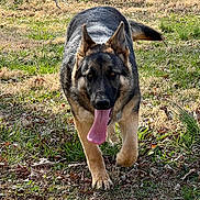 Karma is registered to the contest to win money with this photo: animal, canine, closeup, dog, ears, field, fur, german_shepherd, grass, happy, mammal, nature, outdoor, paw, pet, playful, summer, sunlight, tongue_out, walking