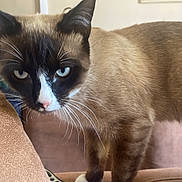 Raggie is registered to the contest to win money with this photo: abyssinian, animal, baby, cat, couch, face, furniture, head, kitten, manx, person, pet, siamese