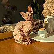 Bahïa participe au concours pour gagner de l'argent avec cette photo : candle, cat, cozy, decor, domestic_animal, feline, green_eyes, hairless_cat, indoor, leopard_print, pampas_grass, pet, plant, relaxation, shadow, sphynx_cat, still_life, sunlight, table, wooden_surface