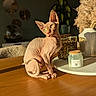 sphynx_cat, cat, hairless_cat, indoor, table, candle, decor, plant, pampas_grass, leopard_print, wooden_surface, sunlight, shadow, green_eyes, pet, feline, domestic_animal, cozy, still_life, relaxation