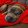 Nouky participe au concours pour gagner de l'argent avec cette photo : dog, sleeping, blanket, red_blanket, cozy, wrinkly, nap, couch, pet, animal, fur, snuggled, relaxed, indoor, comfort, home, rest, canine, fur_texture, closeup