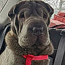 Nouky participe au concours pour gagner de l'argent avec cette photo : dog, wrinkly, red_harness, car_interior, seatbelt, backseat, window, trees, jacket, animal, pet, furry, closeup, portrait, canine, leisure, transportation, indoors, seat, mammal