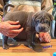 Nouky participe au concours pour gagner de l'argent avec cette photo : animal, background, cute, dog, domestic, fingers, gray, hands, indoors, person, pet, puppy, refrigerator, short_hair, standing, support, table, wooden_surface, wrinkly, young_dog