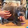 animal, background, cute, dog, domestic, fingers, gray, hands, indoors, person, pet, puppy, refrigerator, short_hair, standing, support, table, wooden_surface, wrinkly, young_dog