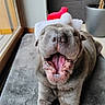 Nouky participe au concours pour gagner de l'argent avec cette photo : canine, cute, dog, festive, furniture, gray, holiday, indoor, mat, mouth_open, paw, pet, plant, relaxed, santa_hat, smiling, tile_floor, tongue, window, yawning