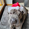 Nouky participe au concours pour gagner de l'argent avec cette photo : animal, canine, cute, dog, ears, festive, floor, fur, gray, holiday, indoor, mat, nose, pet, portrait, relaxed, santa_hat, sleepy, window, wrinkly