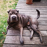 Nouky participe au concours pour gagner de l'argent avec cette photo : dog, wrinkly, outdoor, wooden_deck, grass, pet, canine, relaxed, brown, fur, animal, paw, tail, nature, daylight, plant_pot, leaves, sitting, resting, companion
