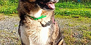 Gypsy a rejoint le concours — aidez-le/la à gagner de superbes lots ! animal, collar, daytime, dog, fur, grass, gravel, greenery, happy, landscape, mountain, nature, outdoor, pet, scenic, sitting, sky, smiling, sunlight, trees
