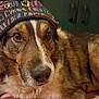 Gypsy a rejoint le concours — aidez-le/la à gagner de superbes lots ! animal, blanket, brown, canine, cap, closeup, cute, dog, ears, face, fur, furniture, hat, indoor, looking, pet, portrait, resting, snout, white
