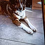 Gypsy participe au concours pour gagner de l'argent avec cette photo : animal, brown_dog, calm, canine, companion, computer_tower, dog, domestic, floor, home, household, indoor, lying_down, pet, quiet, relaxed, resting, tile_floor, white_paws, wooden_furniture
