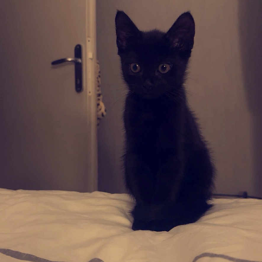 Ninho participe au concours pour gagner de l'argent avec cette photo : abyssinian, animal, bed, bedroom, blackcat, cat, door, furniture, indoors, kitten, manx, pet, room