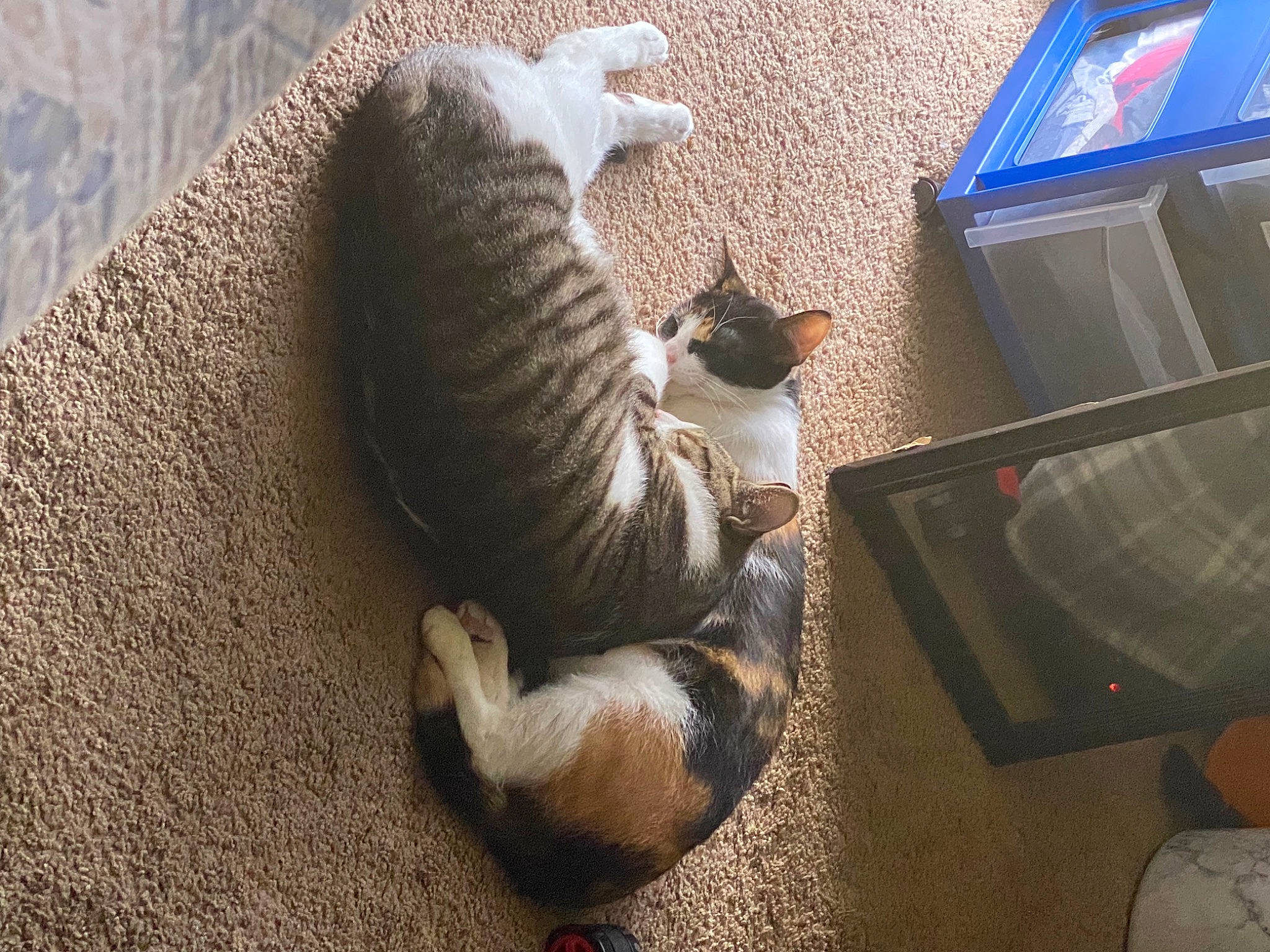 Pookie joined the competition — help win amazing prizes! box, cardboard, carnivore, cat, comfort, domestic_short_haired_cat, fawn, felidae, flooring, fur, grey, hardwood, office_supplies, output_device, paw, shipping_box, small_to_medium_sized_cats, tail, whiskers, wood