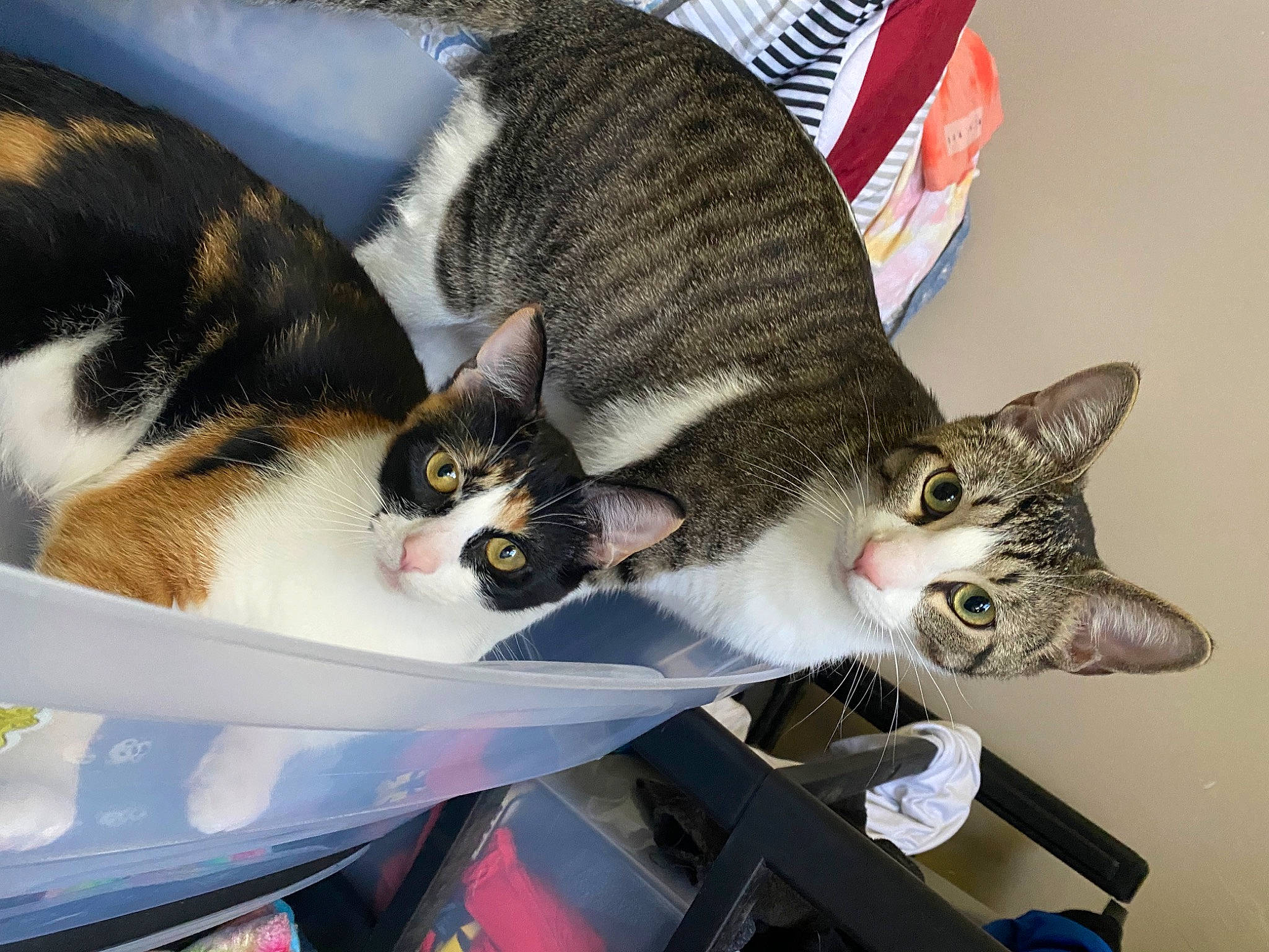 Pookie joined the competition — help win amazing prizes! carnivore, cat, comfort, domestic_short_haired_cat, felidae, fur, metal, small_to_medium_sized_cats, snout, tail, whiskers