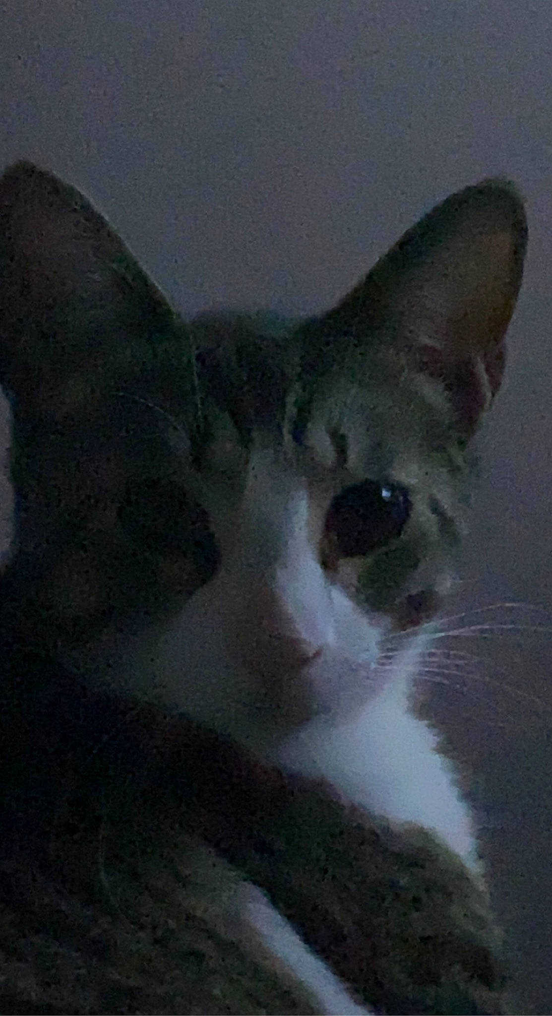 Prince joined the competition — help win amazing prizes! carnivore, cat, domestic_short_haired_cat, felidae, fur, small_to_medium_sized_cats, snout, tail, terrestrial_animal, whiskers