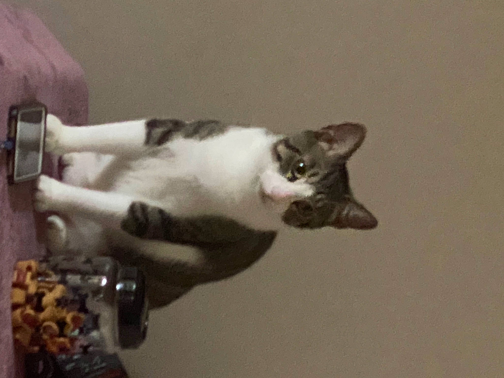 Prince joined the competition — help win amazing prizes! carnivore, cat, domestic_short_haired_cat, felidae, fur, paw, small_to_medium_sized_cats, tail, whiskers, wrist