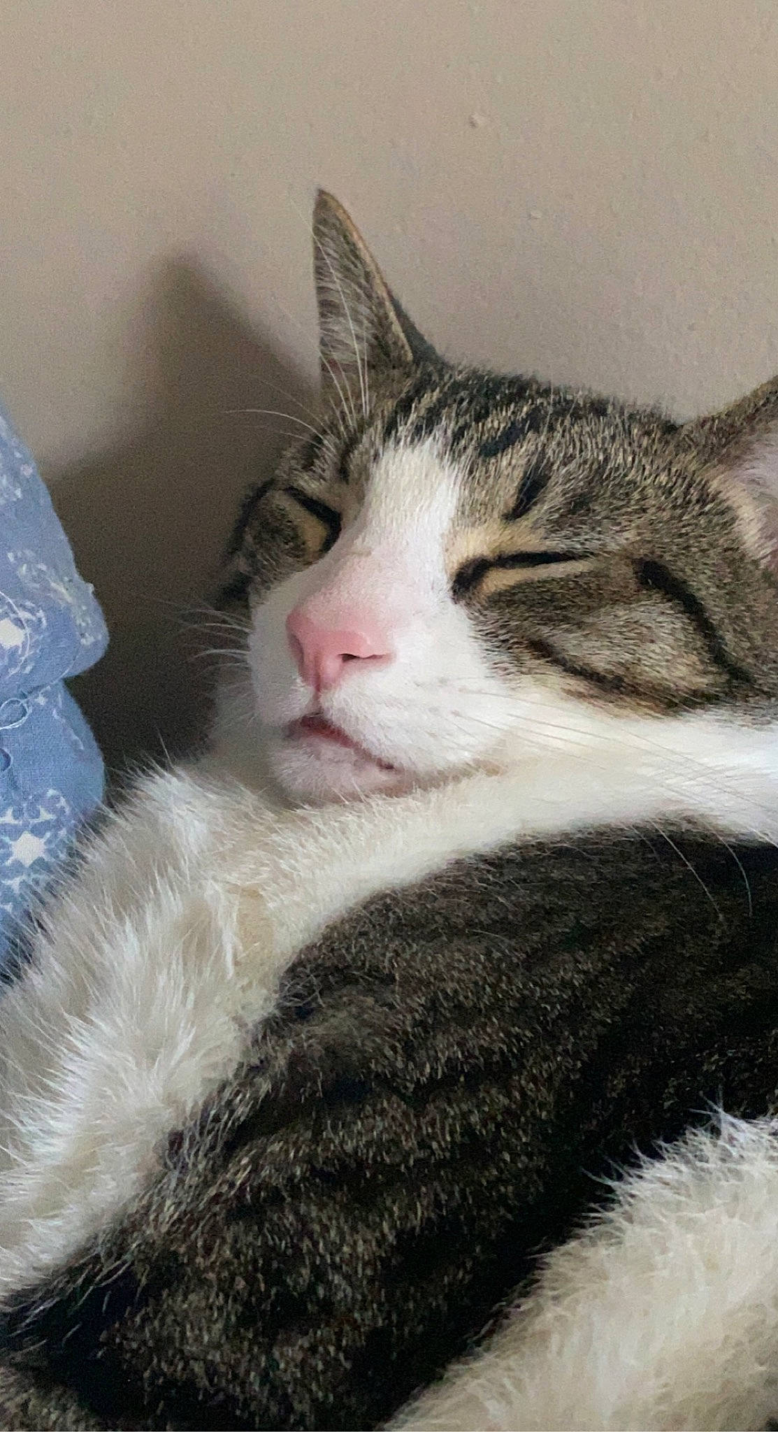 Prince joined the competition — help win amazing prizes! carnivore, cat, claw, comfort, domestic_short_haired_cat, felidae, fur, nap, paw, sleep, small_to_medium_sized_cats, tail, terrestrial_animal, tree, whiskers