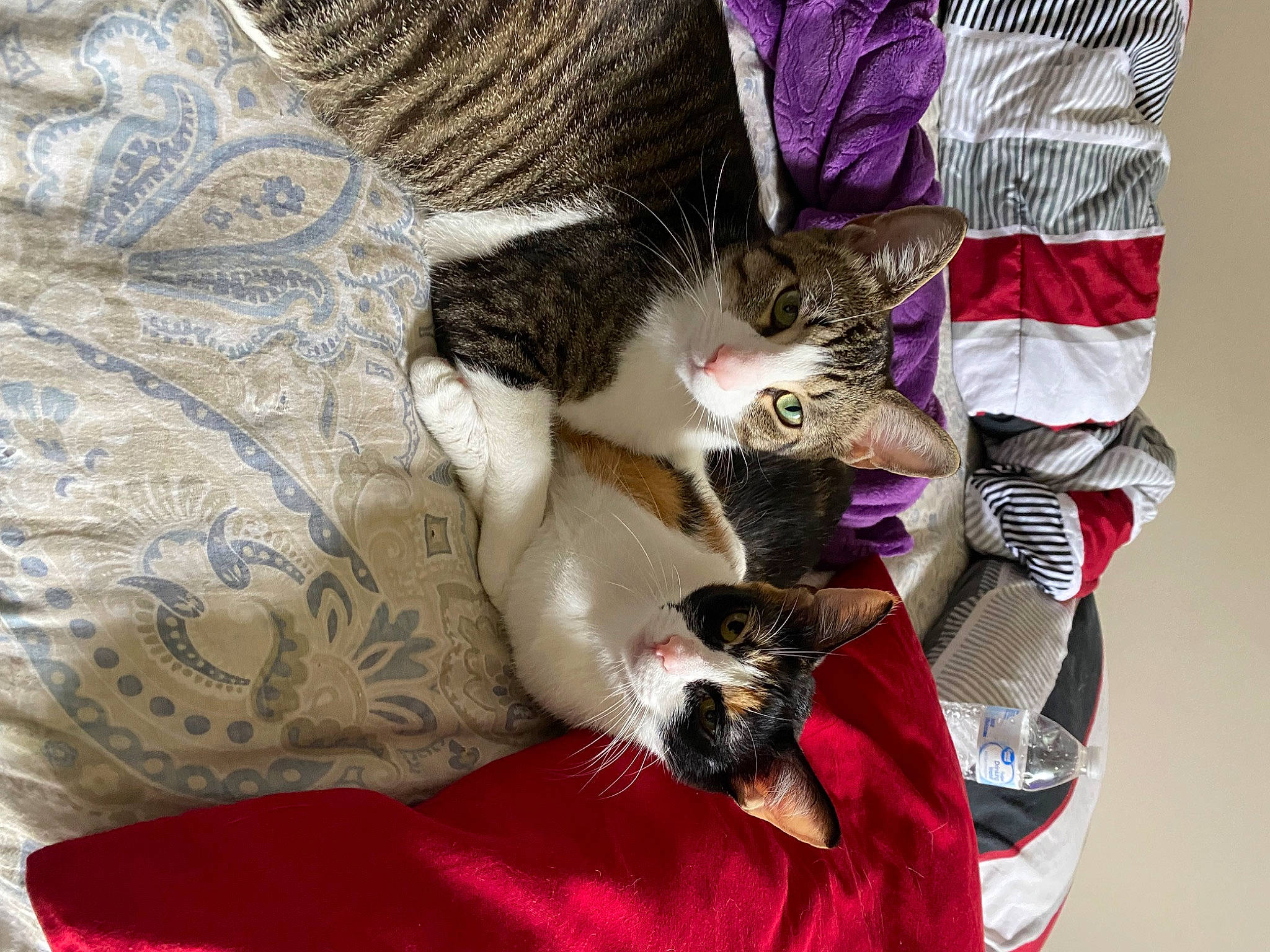 Prince joined the competition — help win amazing prizes! carmine, carnivore, cat, claw, comfort, domestic_short_haired_cat, felidae, fur, lap, linens, magenta, nap, pattern, plant, purple, small_to_medium_sized_cats, tail, textile, tree, whiskers