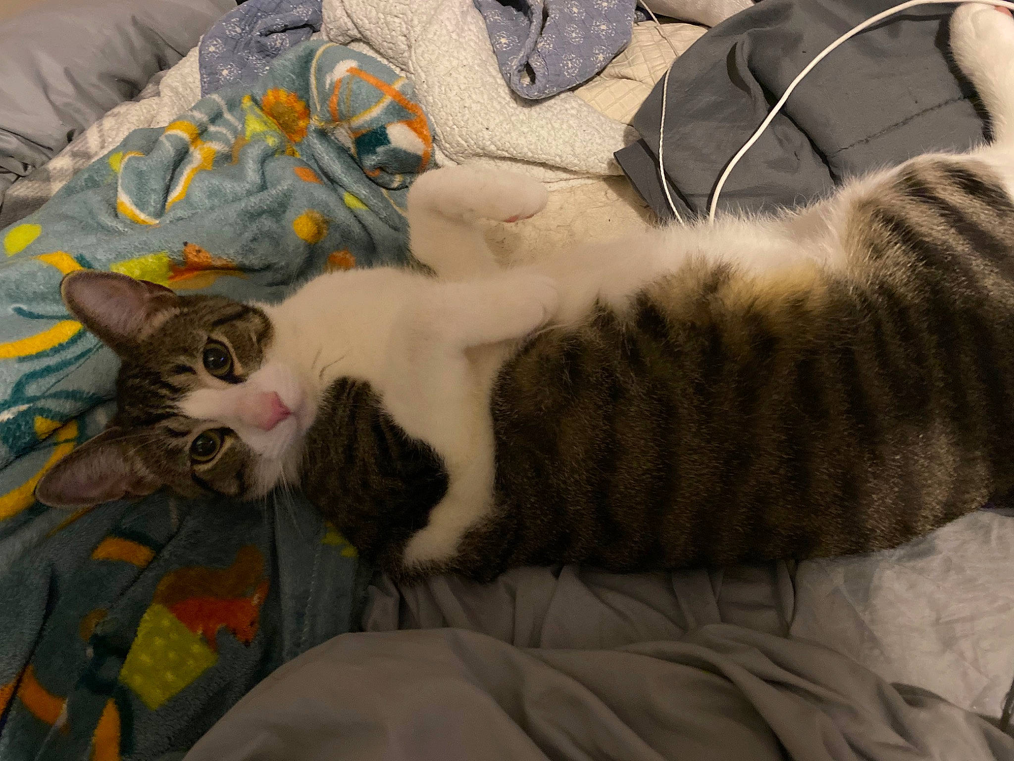 Prince is registered to the contest to win money with this photo: blanket, carnivore, cat, claw, comfort, domestic_short_haired_cat, fawn, felidae, fur, grey, linens, nap, paw, sleep, small_to_medium_sized_cats, tail, textile, whiskers