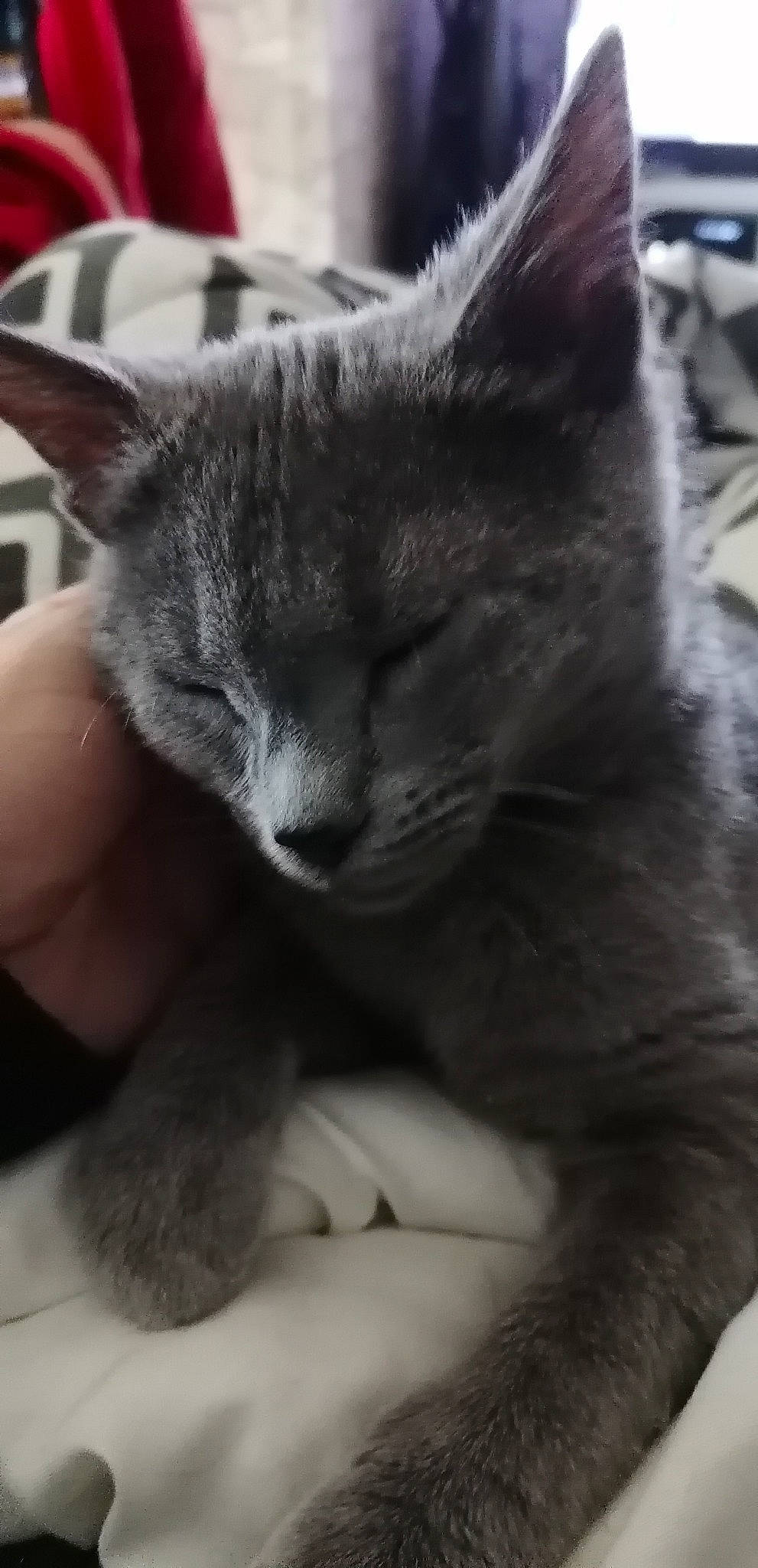 Sully a rejoint le concours — aidez-le/la à gagner de superbes lots ! black_cat, carnivore, cat, chartreux, claw, comfort, domestic_short_haired_cat, ear, felidae, fur, grey, mammal, nap, paw, russian_blue, sitting, small_to_medium_sized_cats, snout, tail, whiskers