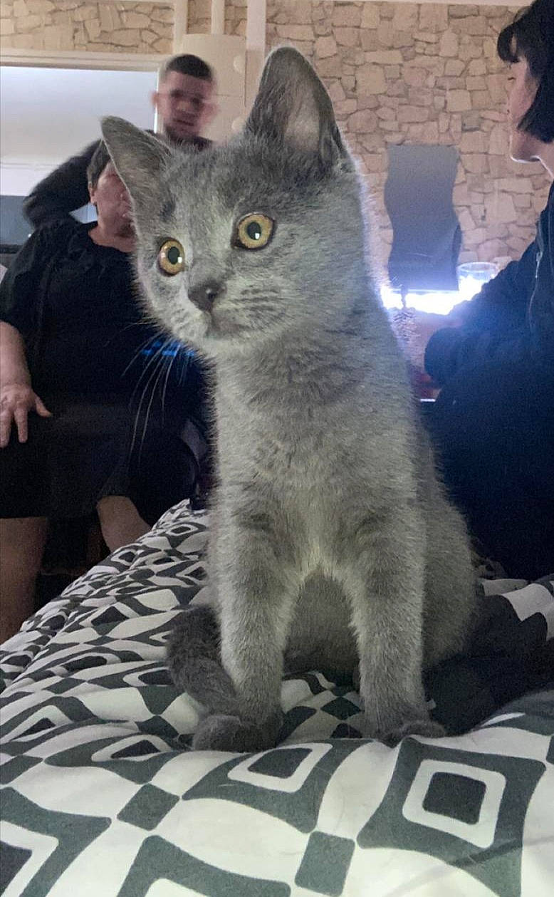 Sully participe au concours pour gagner de l'argent avec cette photo : carnivore, cat, claw, comfort, domestic_short_haired_cat, felidae, fur, grey, paw, russian_blue, shorts, sitting, small_to_medium_sized_cats, snapshot, snout, tail, terrestrial_animal, whiskers