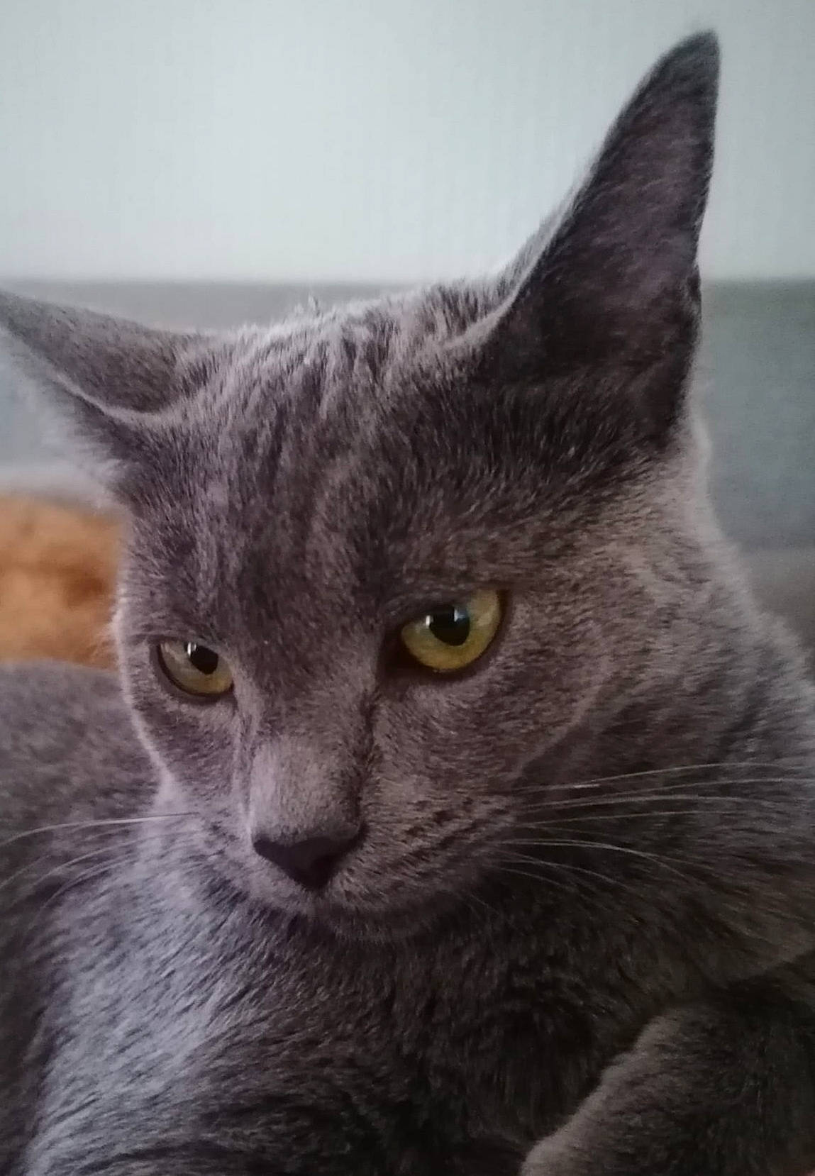 Sully participe au concours pour gagner de l'argent avec cette photo : carnivore, cat, close_up, domestic_short_haired_cat, felidae, fur, grey, monochrome_photography, russian_blue, small_to_medium_sized_cats, snout, terrestrial_animal, whiskers