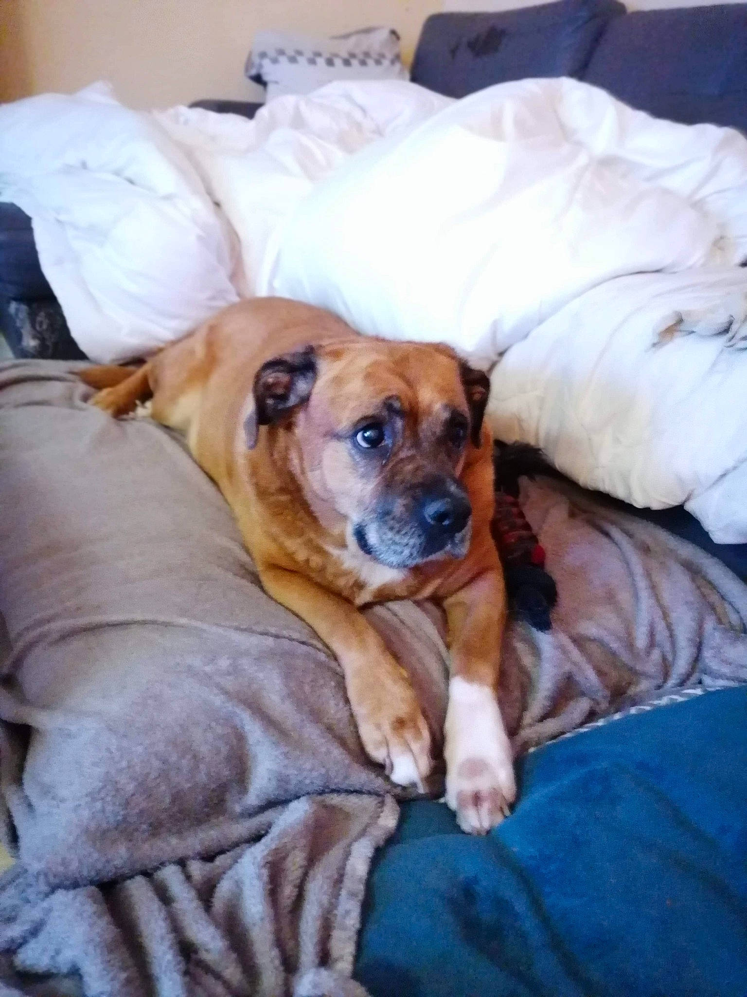 Saya a rejoint le concours — aidez-le/la à gagner de superbes lots ! black_mouth_cur, bullmastiff, canidae, carnivore, companion_dog, dog, dog_breed, fawn, mammal, puppy, rhodesian_ridgeback, snout