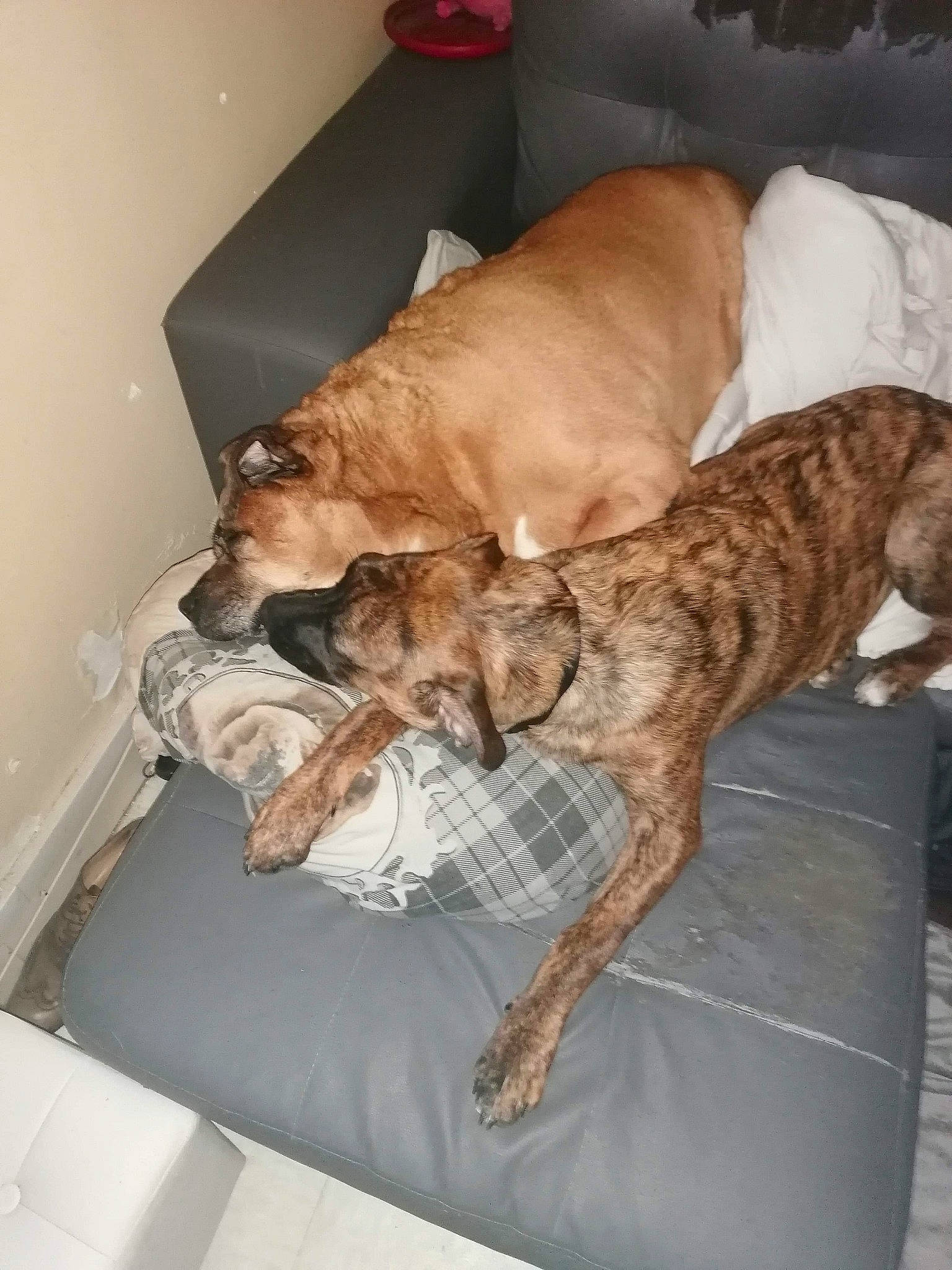 Saya participe au concours pour gagner de l'argent avec cette photo : boerboel, boxer, bullmastiff, canidae, carnivore, cimarron_uruguayo, companion_dog, dog, dog_breed, fawn, fila_brasileiro, greyhound, lurcher, mammal, mountain_cur, non_sporting_group, perro_de_presa_canario, pit_bull, plott_hound, whippet