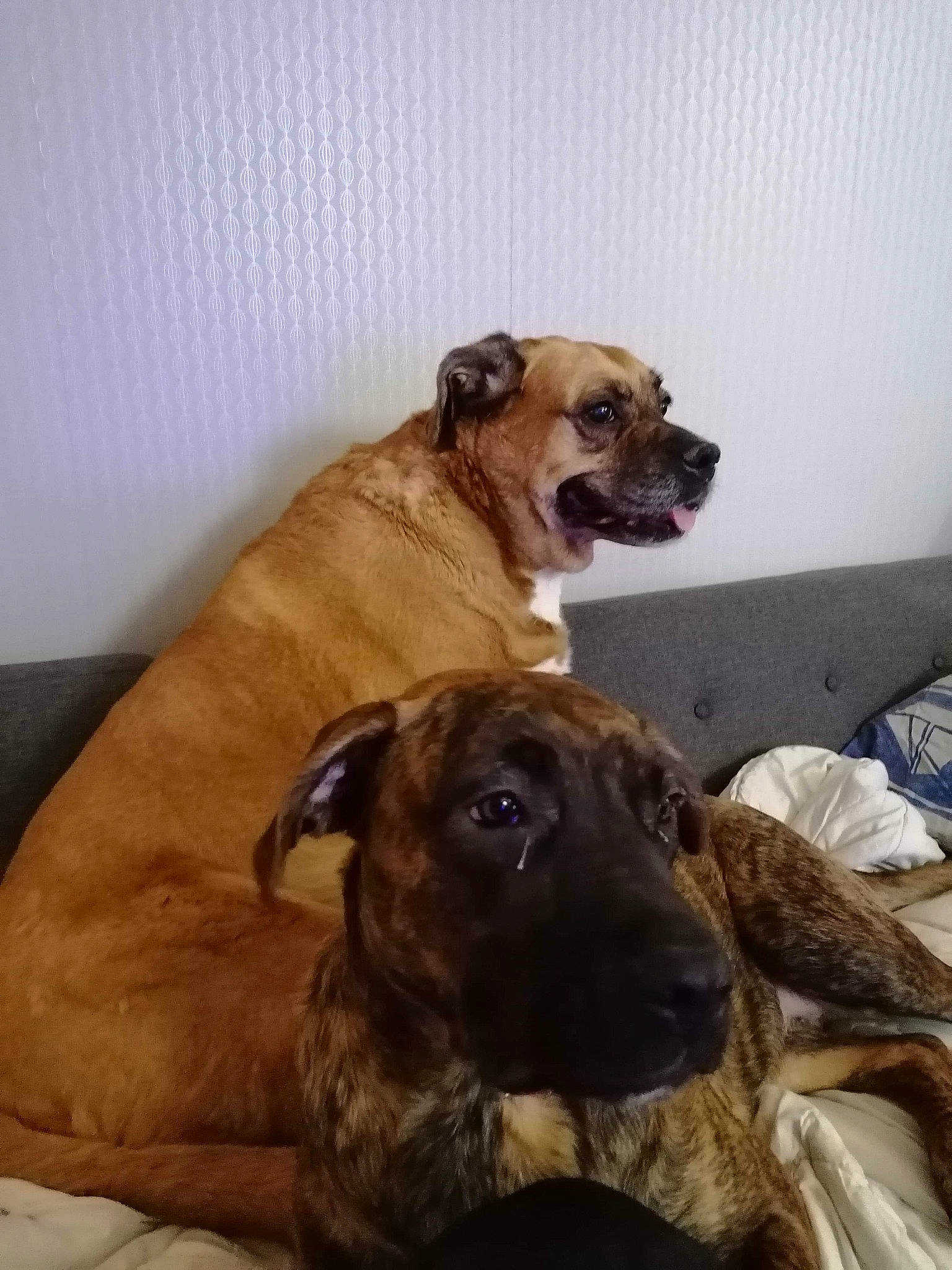 Saya a rejoint le concours — aidez-le/la à gagner de superbes lots ! alano_espanol, black_mouth_cur, boerboel, boxer, bullmastiff, canidae, carnivore, dog, dog_breed, english_mastiff, fawn, mammal, non_sporting_group, perro_de_presa_canario, perro_de_presa_mallorquin, snout, vertebrate