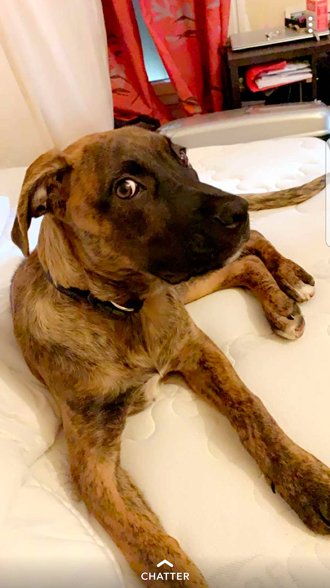 Punky a rejoint le concours — aidez-le/la à gagner de superbes lots ! alaunt, canidae, carnivore, dog, dog_breed, fawn, mammal, non_sporting_group, plott_hound, sporting_group, treeing_tennessee_brindle