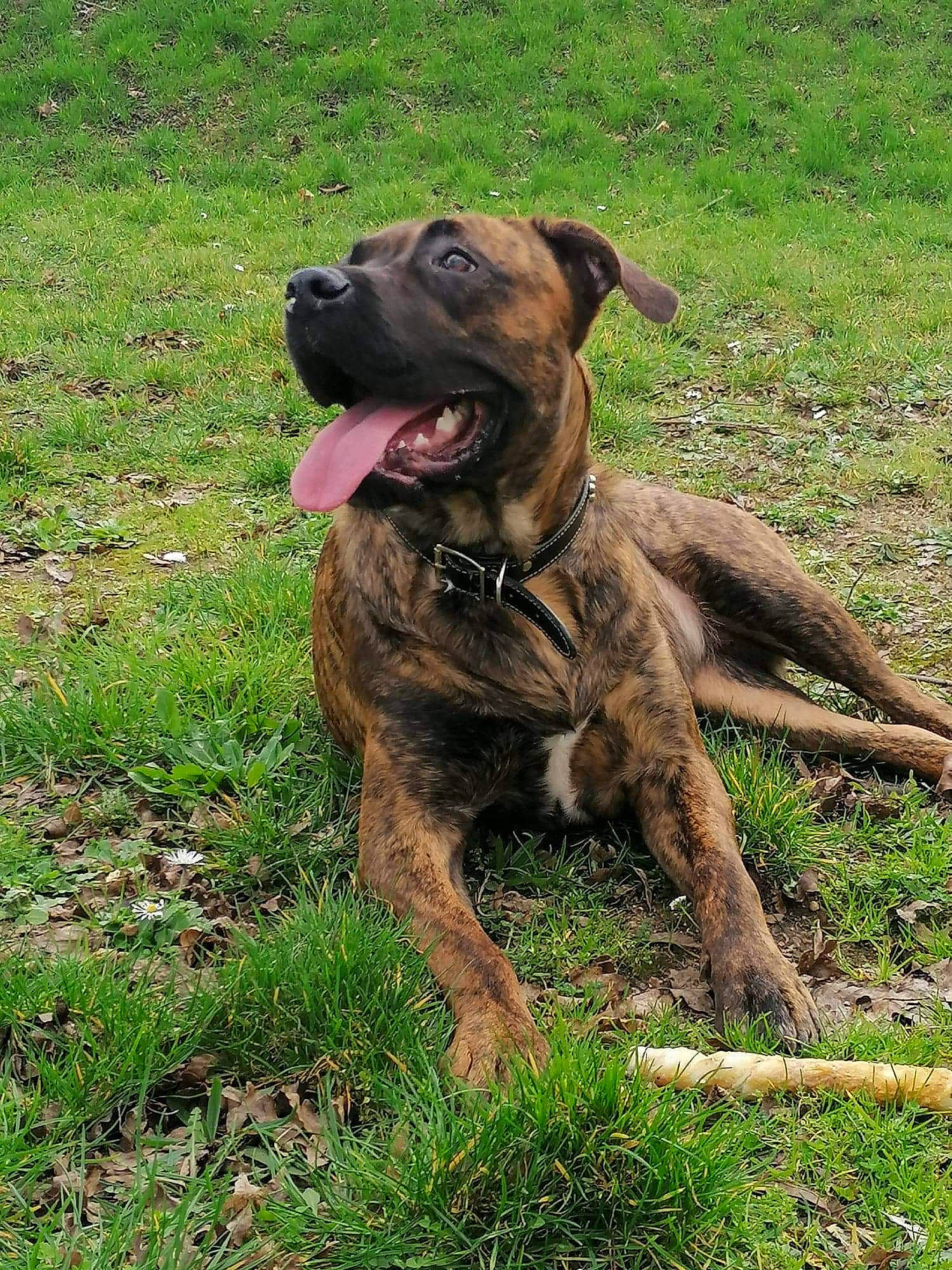 Punky a rejoint le concours — aidez-le/la à gagner de superbes lots ! alano_espanol, alaunt, boerboel, bullmastiff, canidae, carnivore, cimarron_uruguayo, dog, dog_breed, dogo_sardesco, fawn, fila_brasileiro, mammal, perro_de_presa_canario, perro_de_presa_mallorquin, rare_breed_dog, sporting_group, treeing_tennessee_brindle, vertebrate